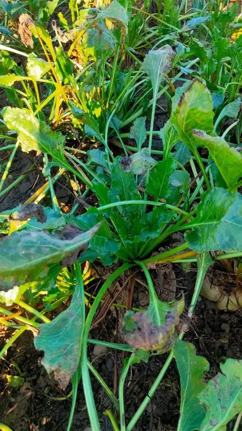 有人知道这是什么吗?#乡野田间 #绿色 # - 抖音