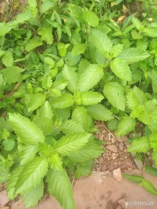 烧仙草又叫仙米草,可做凉粉果,凉茶,清凉解暑大人小孩爱吃