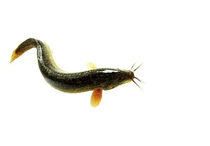 6. 泥鳅
