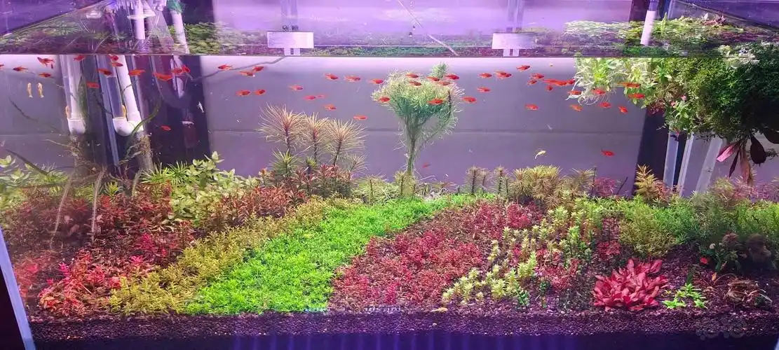 纯陶粒荷兰景草缸-图4