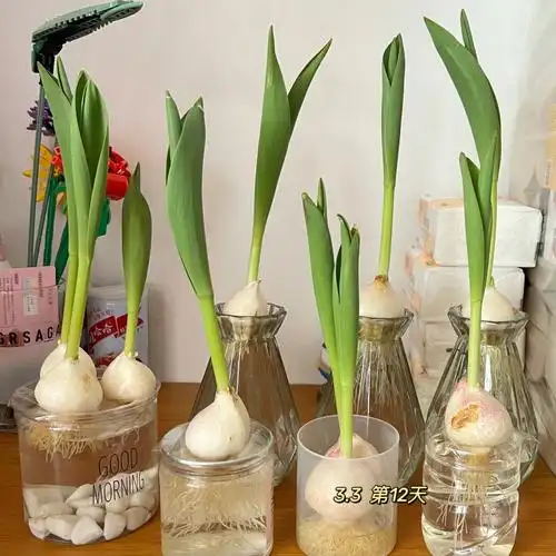 水培郁金香的第12天