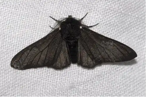 展开全部 这是桦尺蛾.