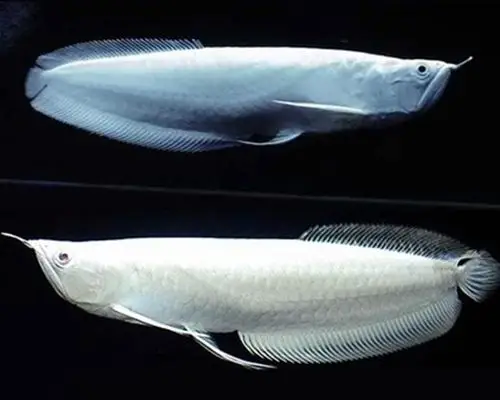 龙鱼大型淡水鱼热带鱼观赏鱼风水成年银龙福音水族鱼