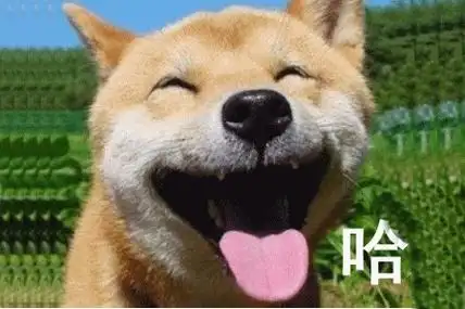 各种哈哈大笑的动图表情包