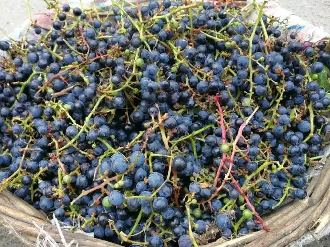 野生山葡萄,也是做葡萄酒的好原料
