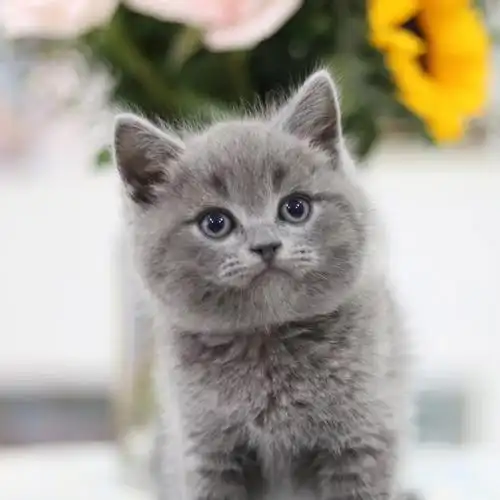 英国短毛蓝猫纯种美短英短幼猫家养宠物猫咪猫咪