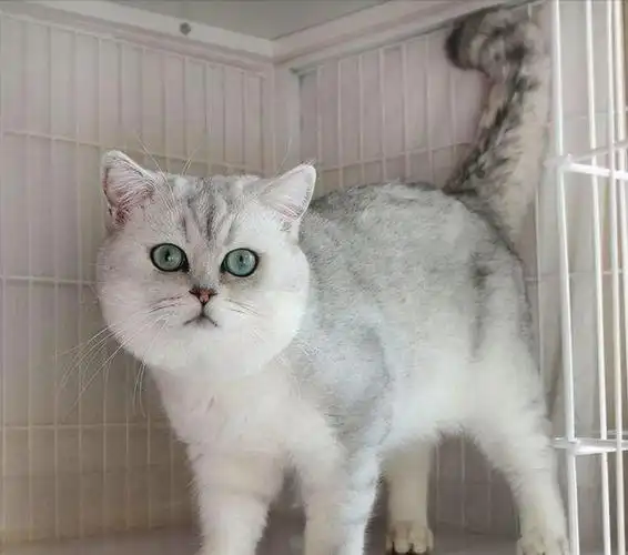 银渐层多少钱一只银渐层猫多少钱一只银渐层多少钱一只