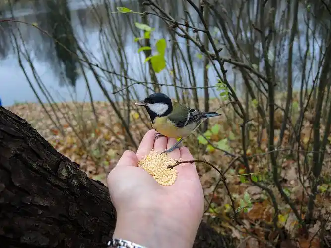 东方白眼和大山雀图片素材_id:vcg211223537949-vcg.com