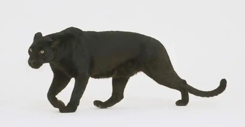 走,横图,室内,白天,白色背景,侧面,豹子,野生动物,阴影,光线,影子