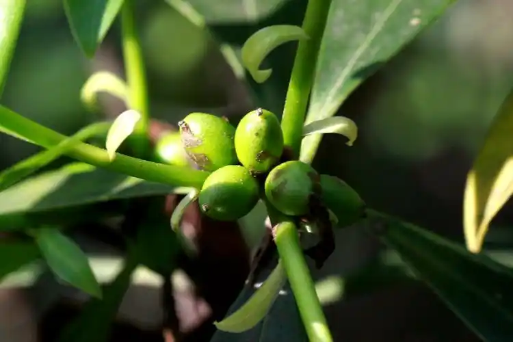 毛瑞香瑞香科瑞香属