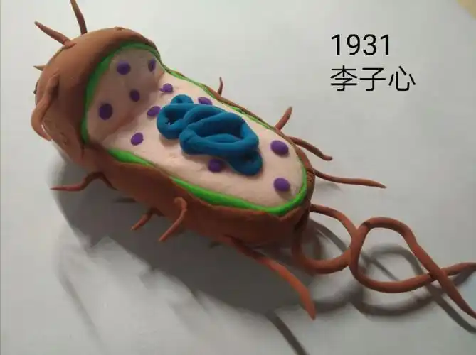 指尖上的生命艺术生物模型制作大赛