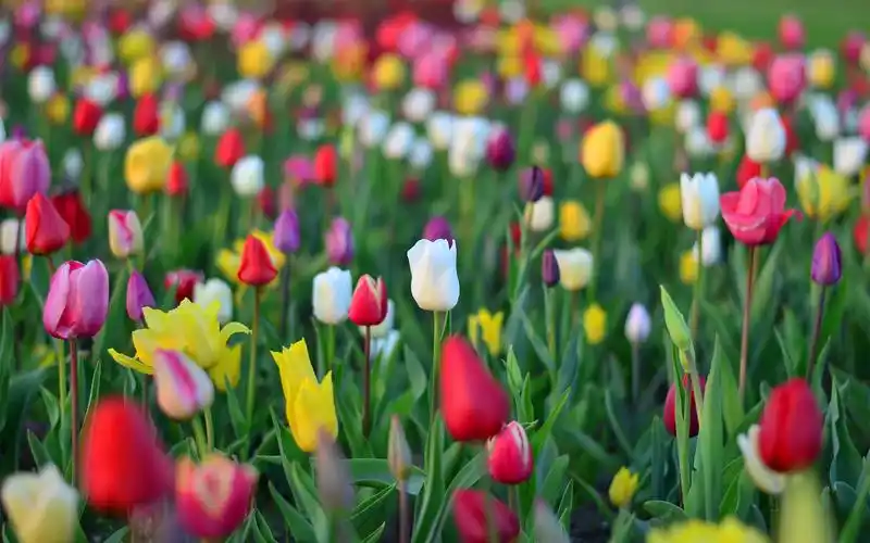 五颜六色的郁金香图片桌面壁纸