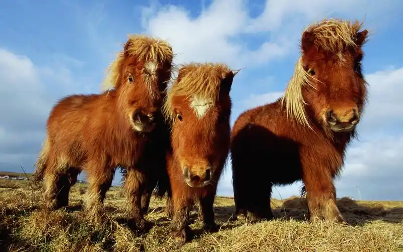 首页 动物与鸟 马 三棕色小马 壁纸 三棕色小马 桌布 - 1680x1050