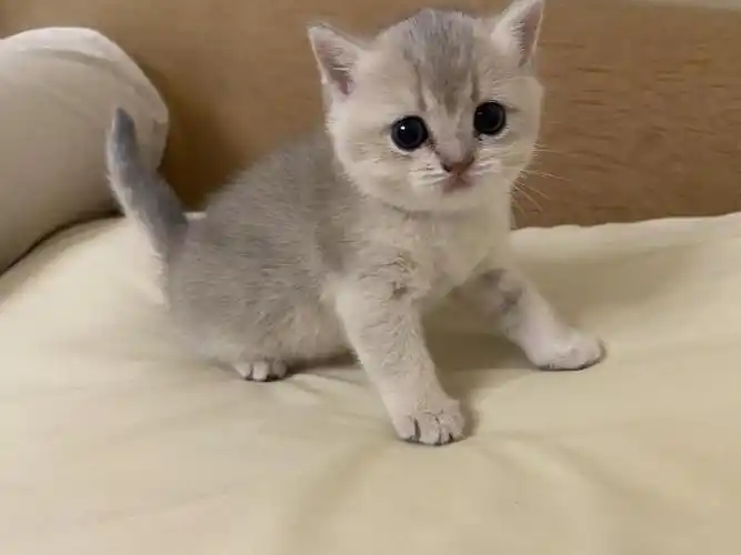 蓝金渐层妹妹找新家