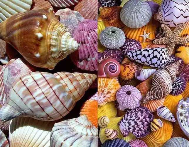 泰翁美术小到中提升班……美丽的海螺