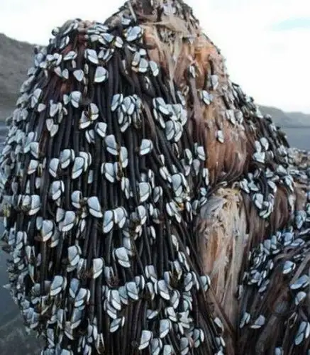 奇闻:新西兰海滩惊现迷之生物 ,令人浑身起鸡皮疙瘩.