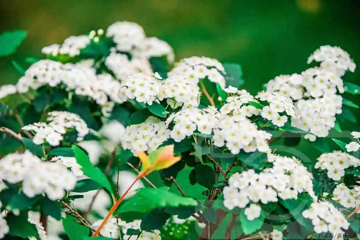 麻叶绣线菊美丽盛开的花,洁白如雪的花朵清新娇美,十分惹人喜爱