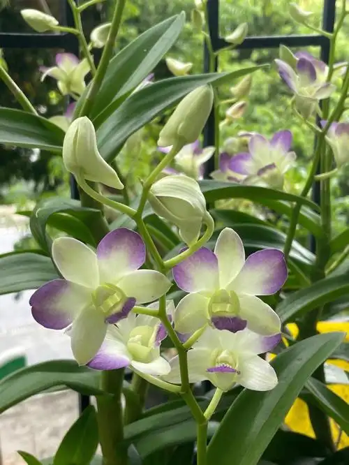 秋天就是秋石斛最美的季节