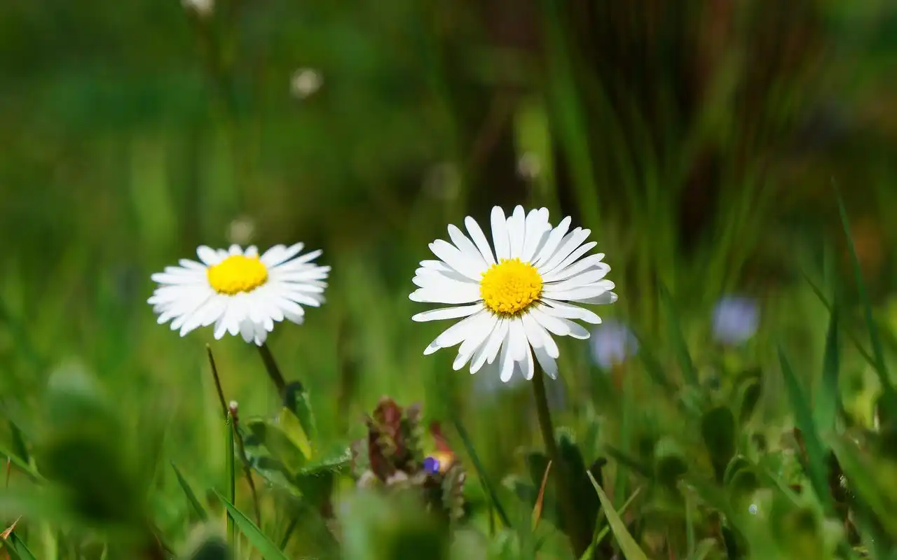 洁白绿色护眼雏菊,花朵,雏菊,高清壁纸,桌面图片-壁纸族