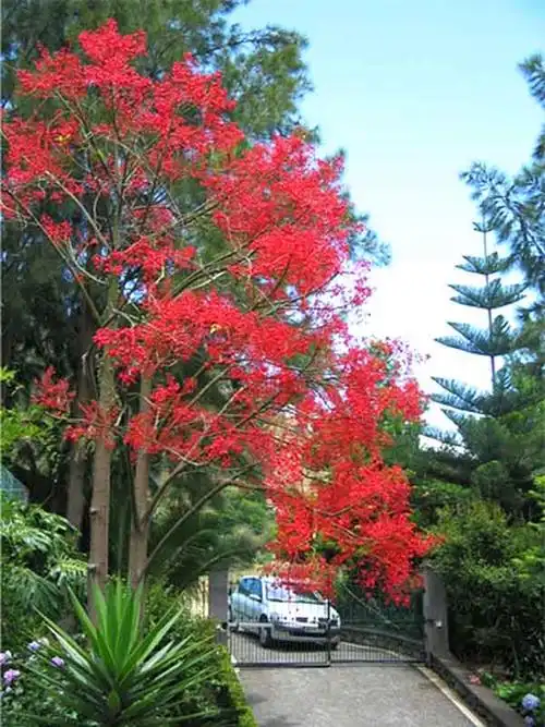 澳洲火焰木花语吉祥美丽的一把火