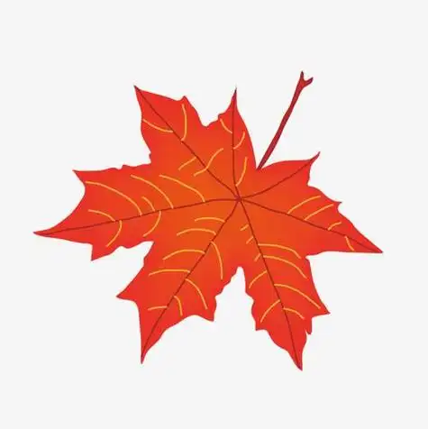 秋天红色枫叶简笔画枫叶简笔画步骤银杏叶子简笔画作品彩色图片红色的