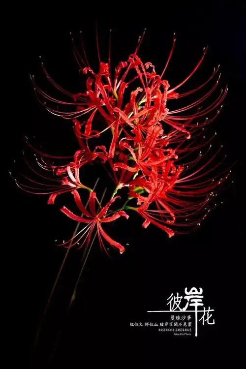 彼岸花的故事彼岸花的由来和传说