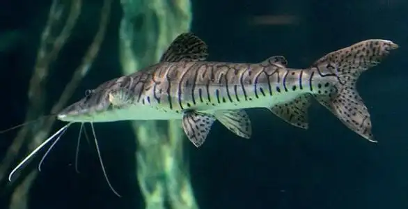 【京东推荐】虎斑鸭嘴鲨鱼活体虎纹鸭嘴鱼淡水鲨鱼大型凶猛热带观赏鱼