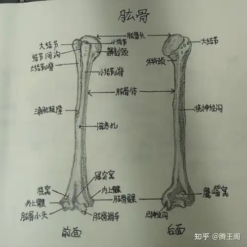 系统解剖学实验画图作业手绘图