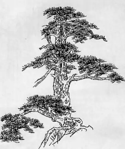 干货丨速写画法之花树山石