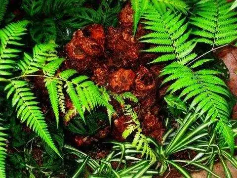 农村这种野草称"金毛狮子", 祛风除湿,强肝补肾