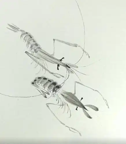 齐白石的虾,原来是这样画出来的啊!