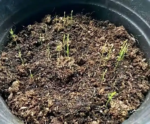 文竹君子兰不用买撒点种子能种一盆过程简单漂亮茂盛