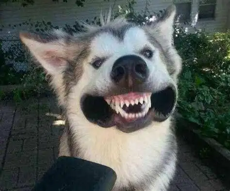 搞笑图片_搞笑图片大全_2021让你开心的图片 - 爱莎图片网