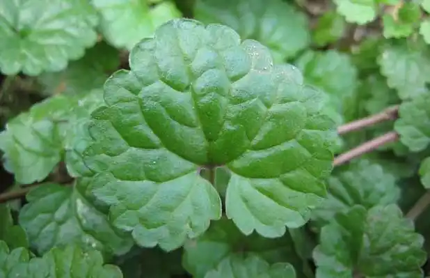 金钱草能治妇科病吗?