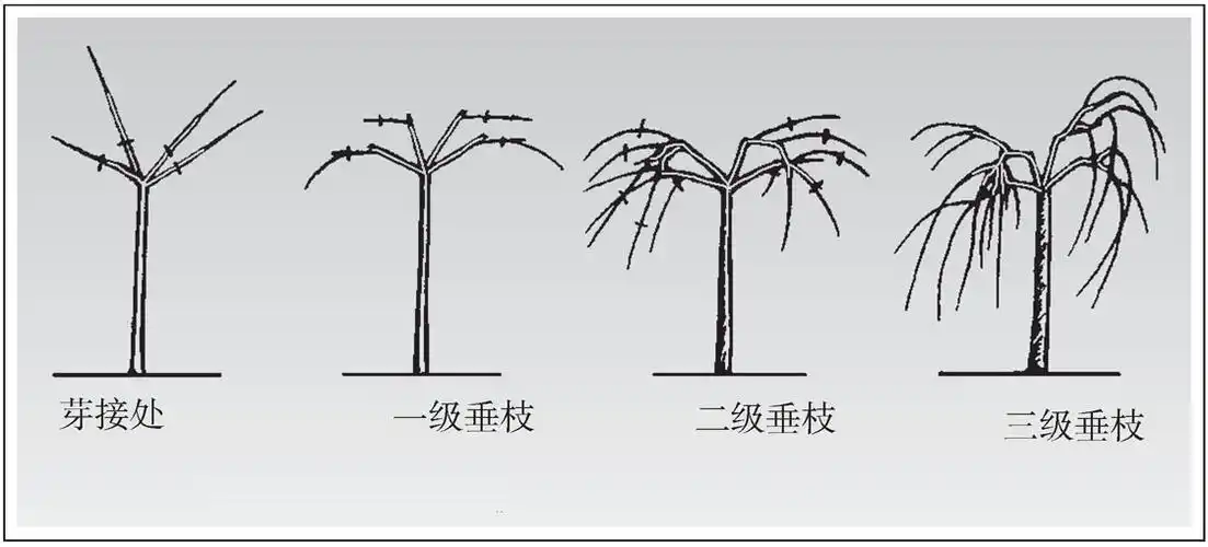 垂枝梅怎样进行整形修剪