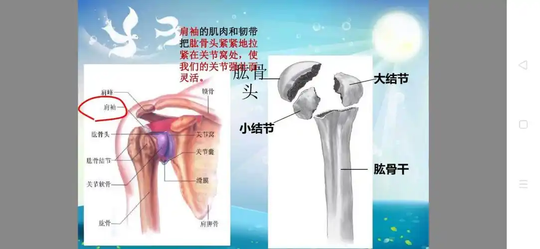 人工肱骨头置换术后的护理