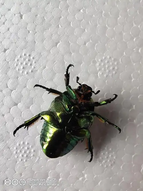 飞来一只绿绿虫