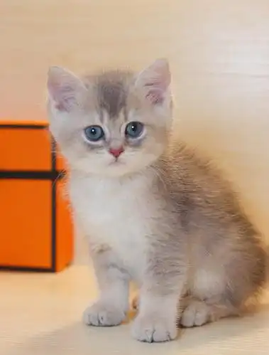 广州出窝蓝金渐层,性格超好小奶猫,可上门看猫