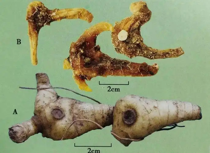 黄精(鸡头黄精)多花黄精(姜形黄精)呈长条结节块状,长短不等,常数个