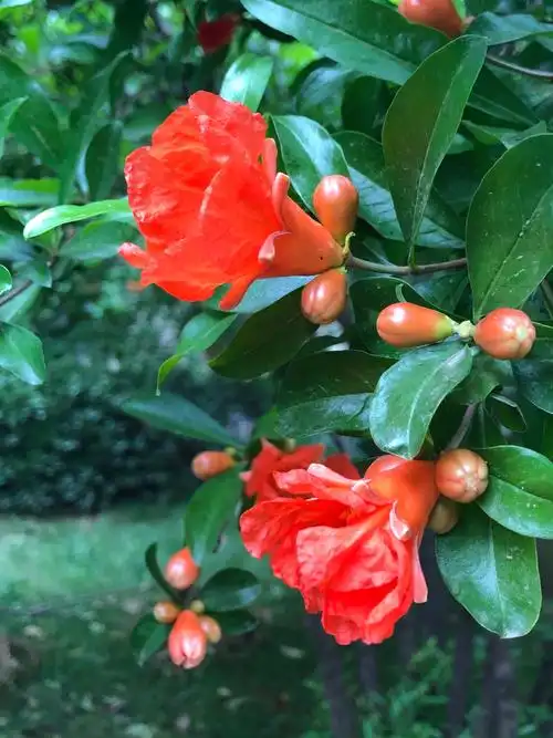 清晨漫步远远望去,火红的石榴花在翠绿叶子的衬托下,真是美丽极了(随