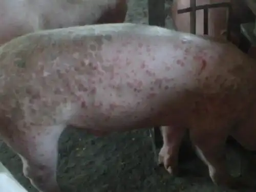猪皮肤出现红点斑块是这5种皮肤病引起方便大家鉴别诊断