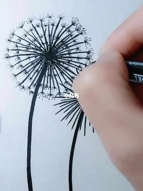 蒲公英简笔画教程 简笔画图片大全-普车都