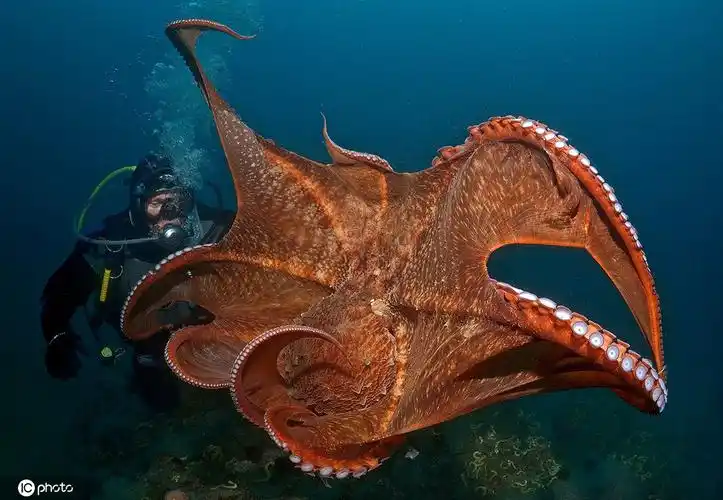 最大章鱼视频 - 井贤栋个人博客