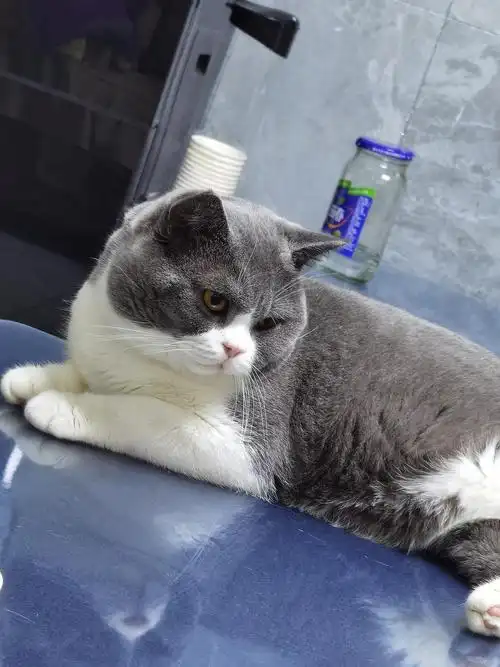 【讨论】蓝白成猫,换粮有点快…会让猫咪拉稀便血吗