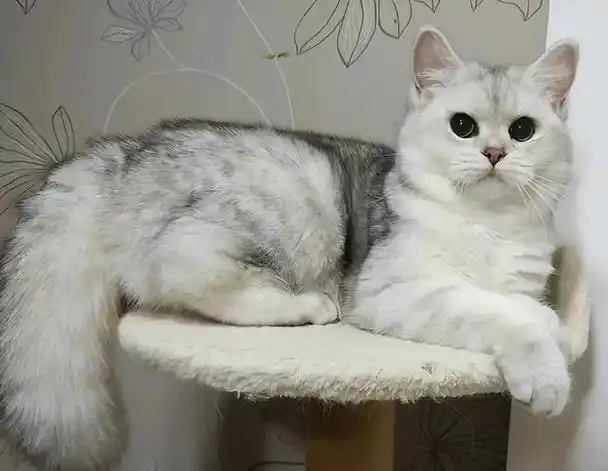 银渐层有这7个特征,说明它很"健康",你家猫也有吗?