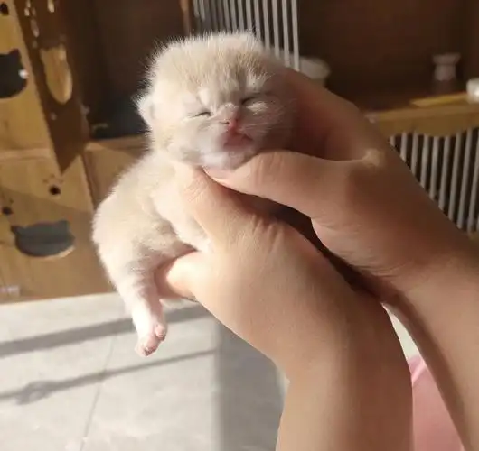 出生刚10天的蓝金渐层乖囡囡