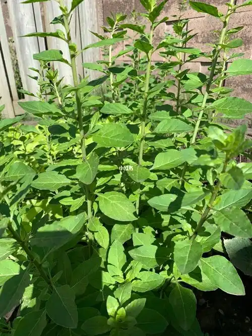 泛滥的枸杞叶0000