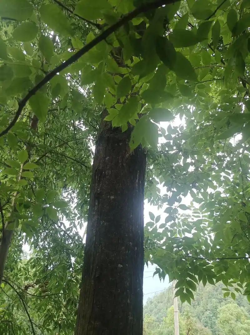 创作灵感 #友友们,哪里有没有壹米的大春树,我买几根,请家 - 抖音