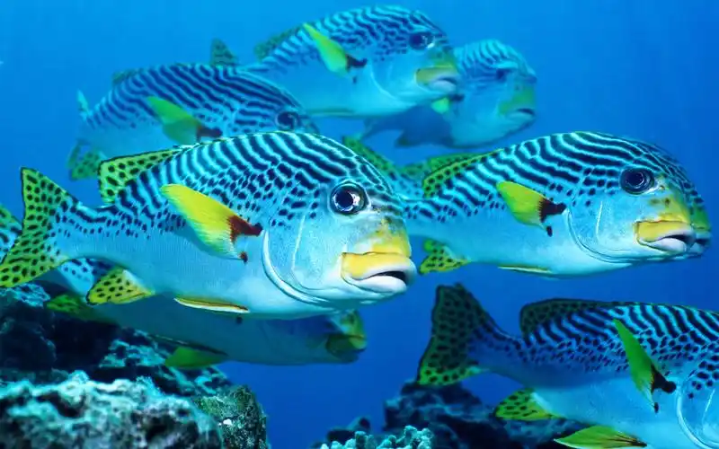 壁纸 深海鱼,水下.