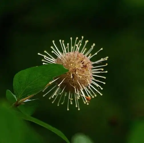 水杨梅花语  杰出